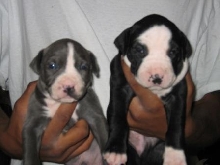 3.75 lb and 5 lb puppy 4 weeks old #2