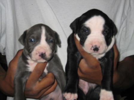 3.75 lb and 5 lb puppy 4 weeks old #2