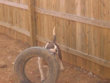 Frisco & his favorite toy