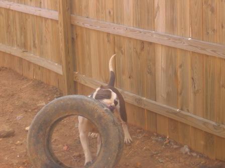 Frisco & his favorite toy