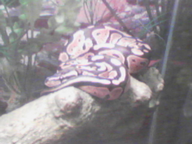 Damian
