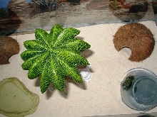 10 gal. top view