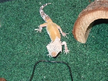 tangerine shedding