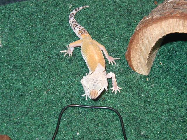 tangerine shedding