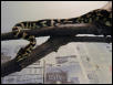Irian Jaya Carpet Python