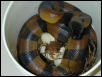 Ringed Python on Eggs