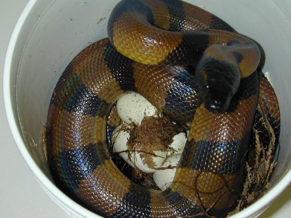 Ringed Python on Eggs