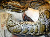 Burmese Python