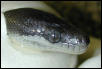 Hatching Roti Island Macklot's Python
