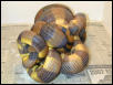 Ringed Python