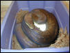 2002 Roti Island Macklot's Python Clutch