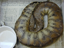 Gravid Sarawak