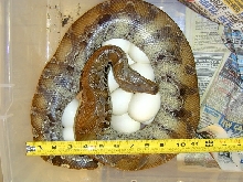 Sarawak on Eggs