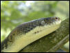 Macklot's Python