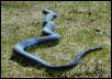 Macklot's Python