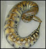 Sarawak Short Tailed Python
